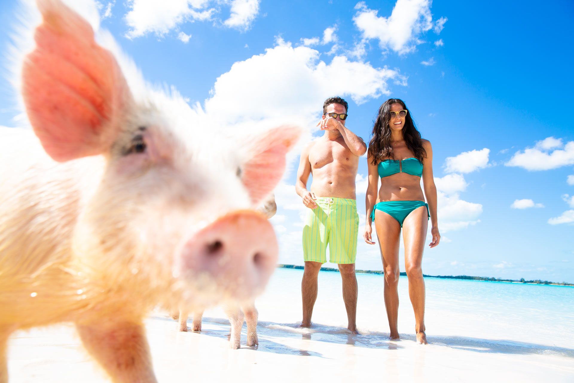 Pig and couple on beach