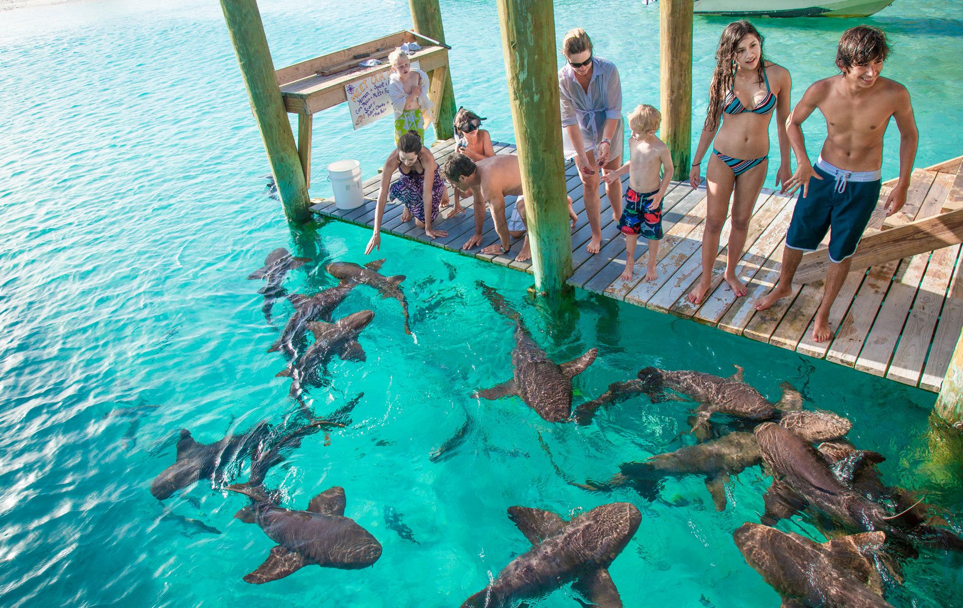 nurse shark feeding bahamas