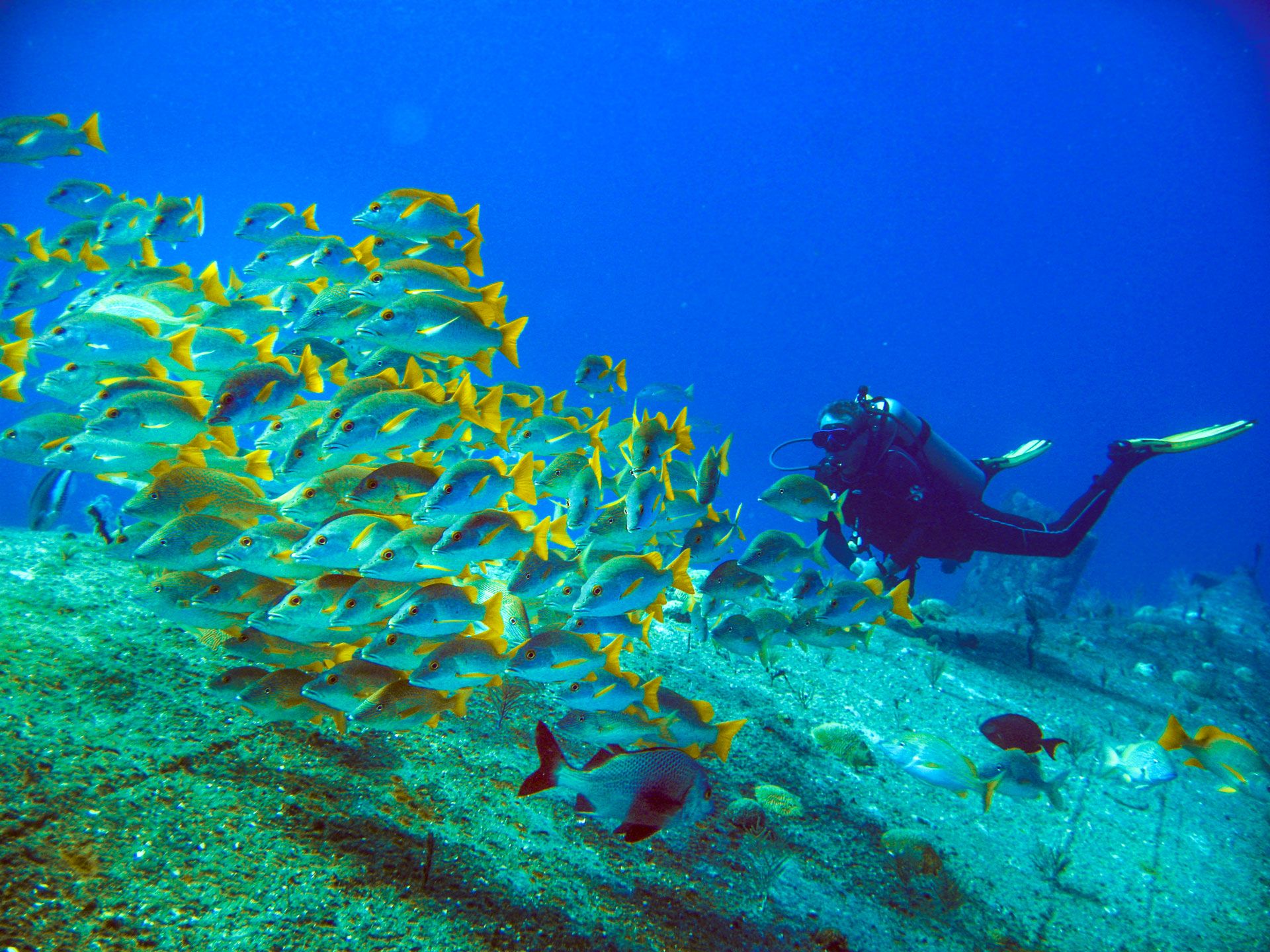 scuba diver school of fish