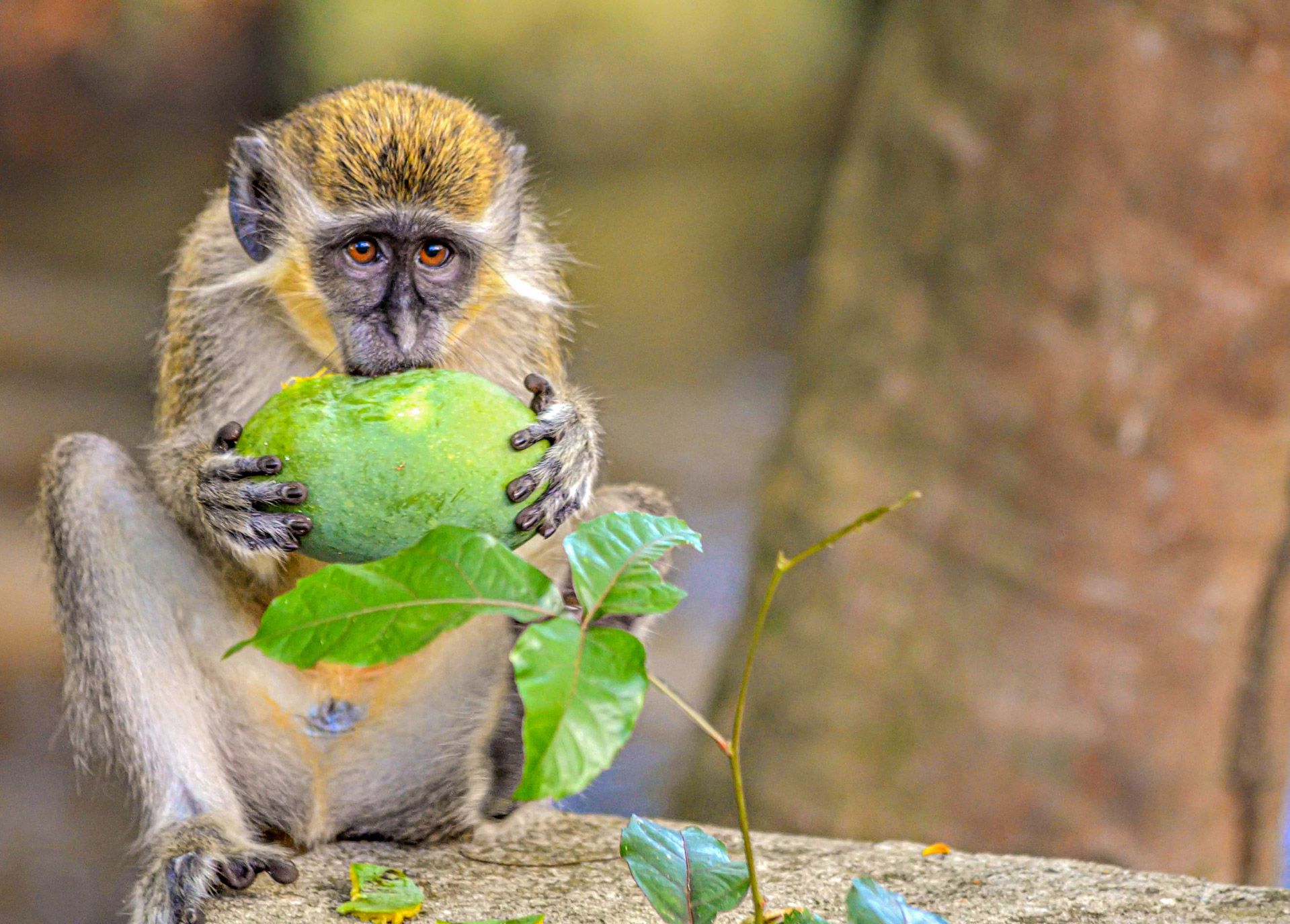 barbados green monkey eating fruitshutterstock_1245457156_web