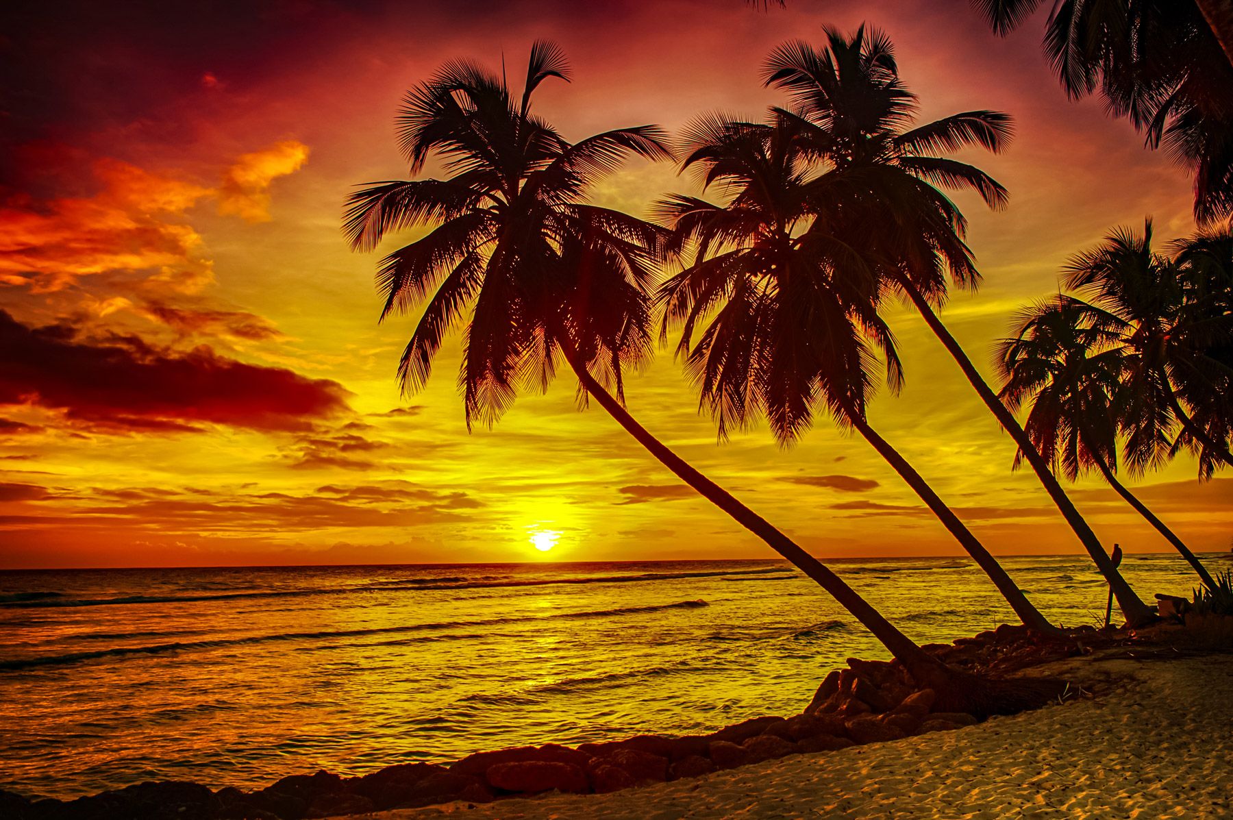 Palm tree sunset Barbados