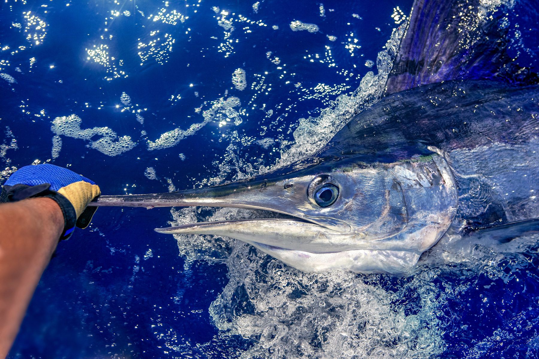 Sailfish Tuna Fish of the Bahamas Sport Fishing Paradise Baracuda Postcard
