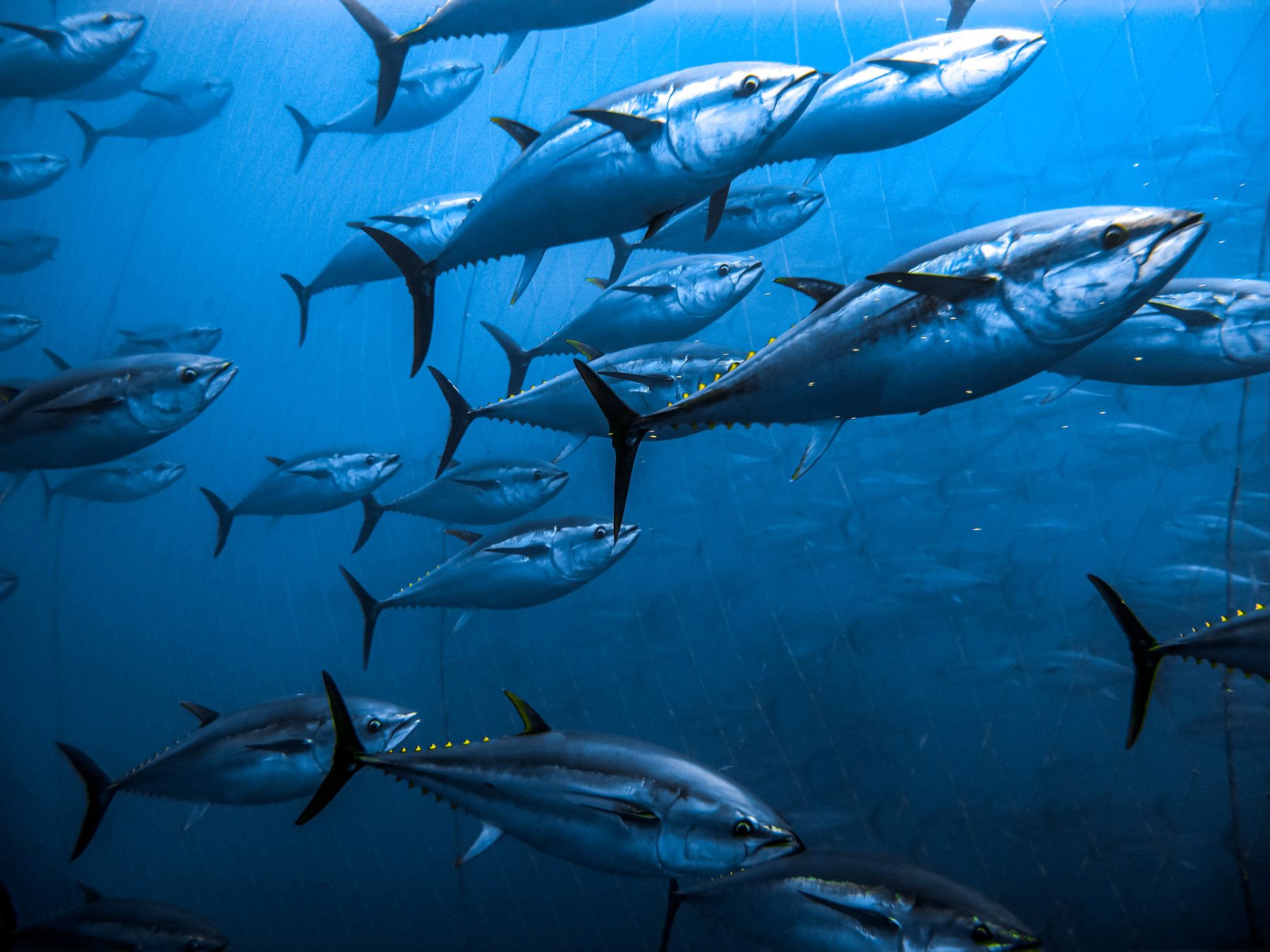 bluefin tuna swimming in group