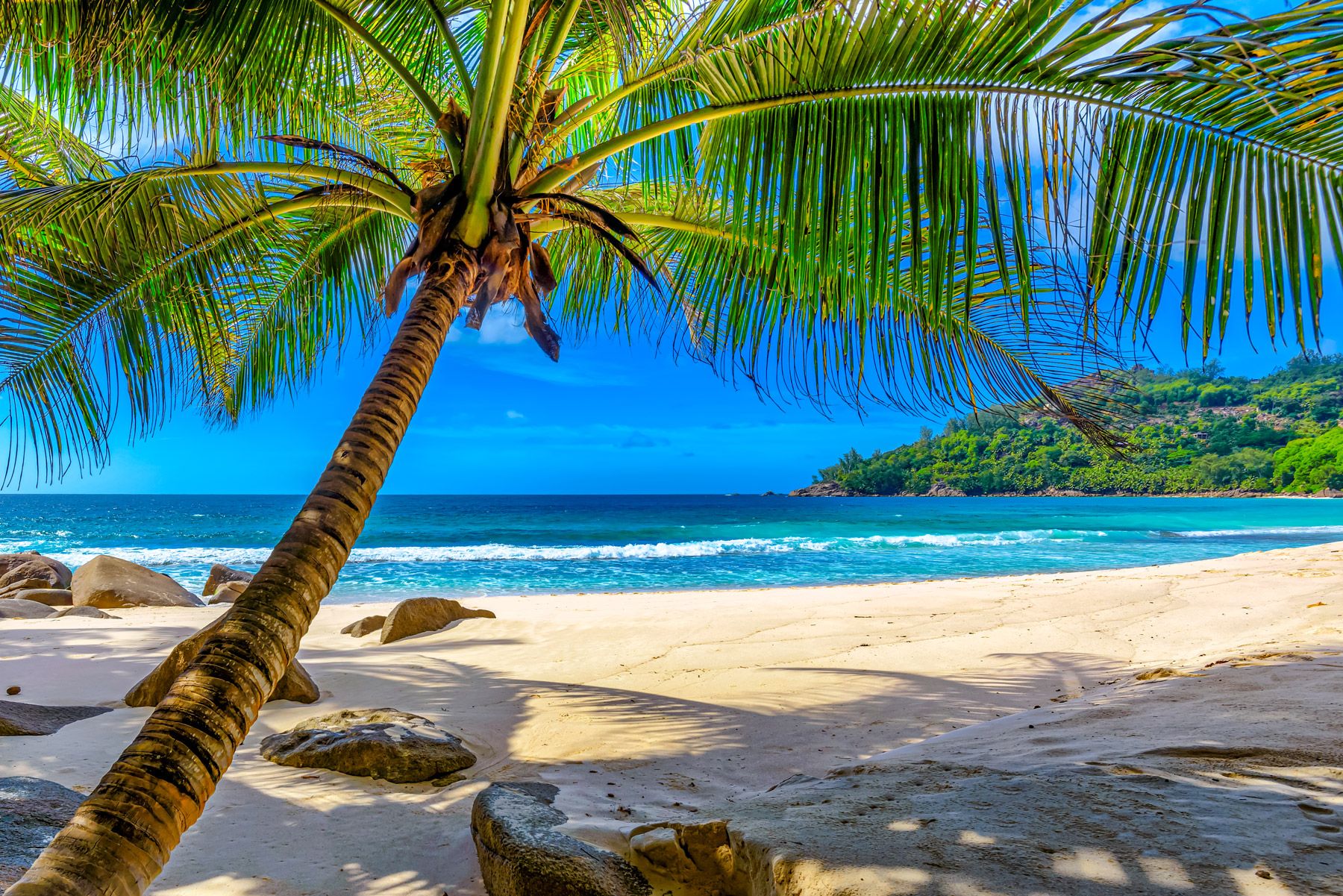 Palm trees sunny beach turquoise sea Barbados