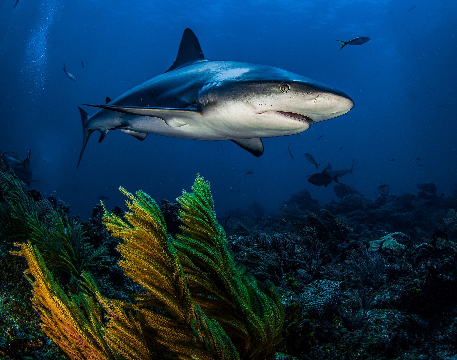 Caribbean Reef Shark underwater