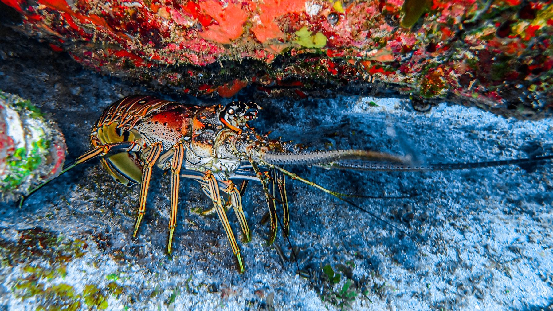 spiny lobster rock lobster panuliirus argus