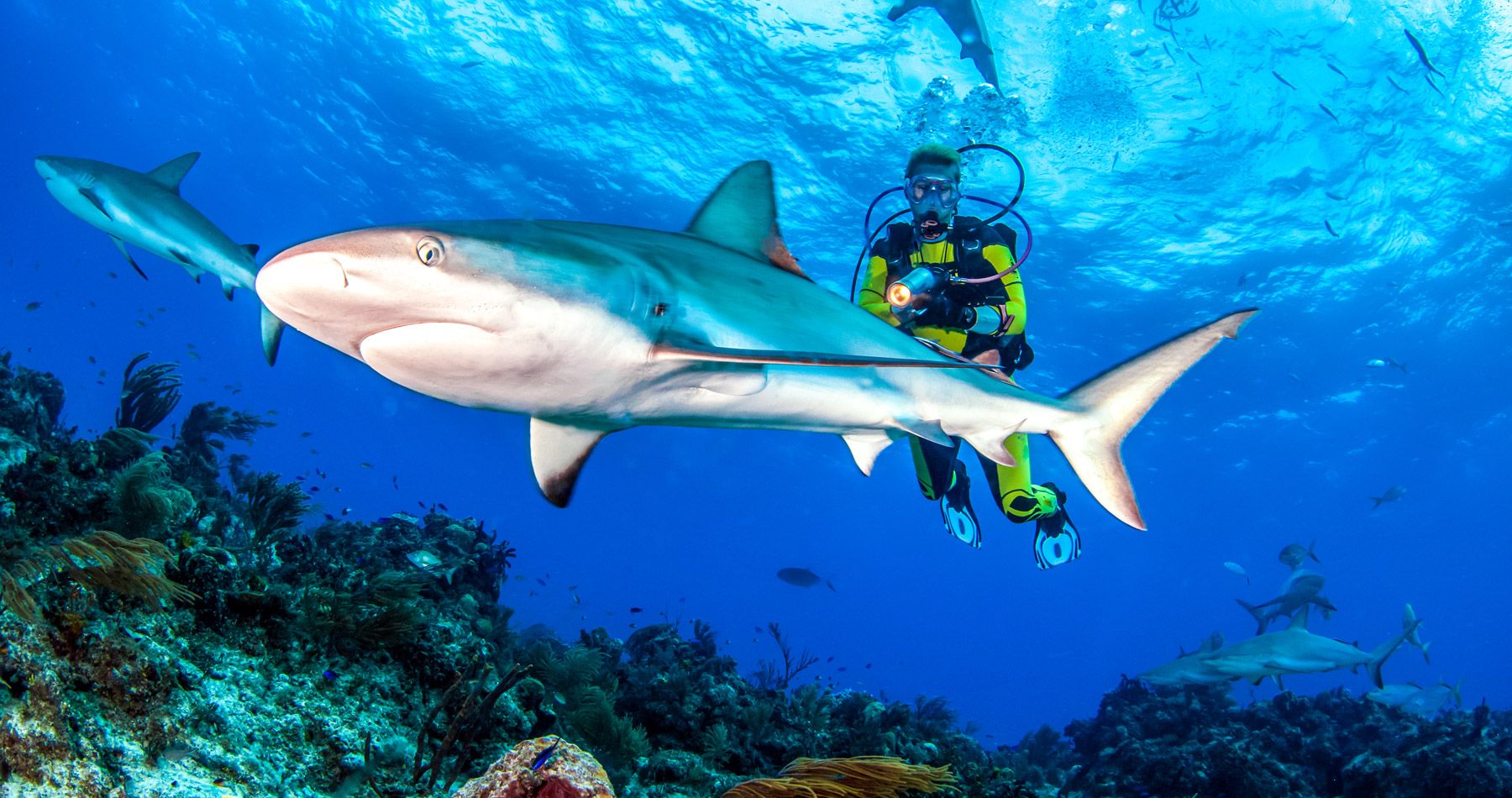 Caribbean reef shark Bahamas