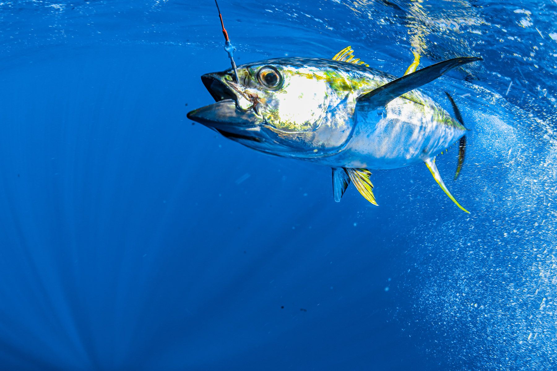 yellowfin tuna underwater hooked