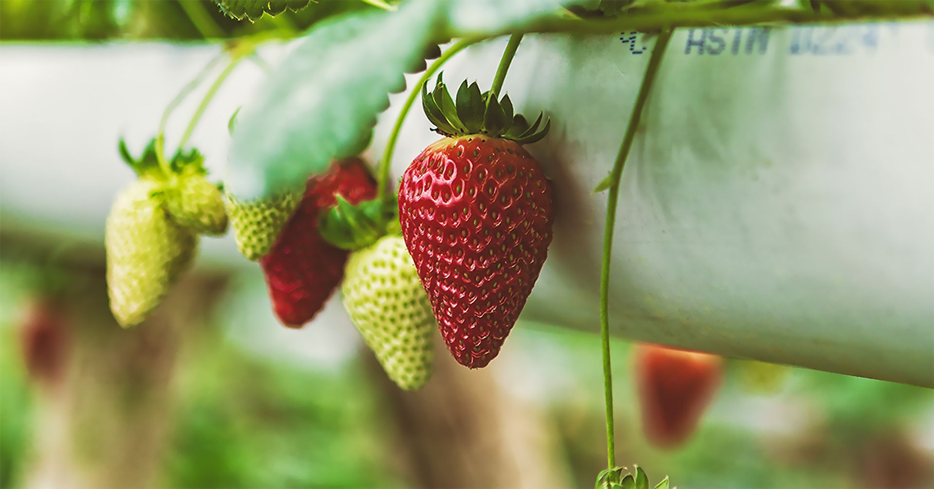 Potosi Farm grown strawberries Jamaica