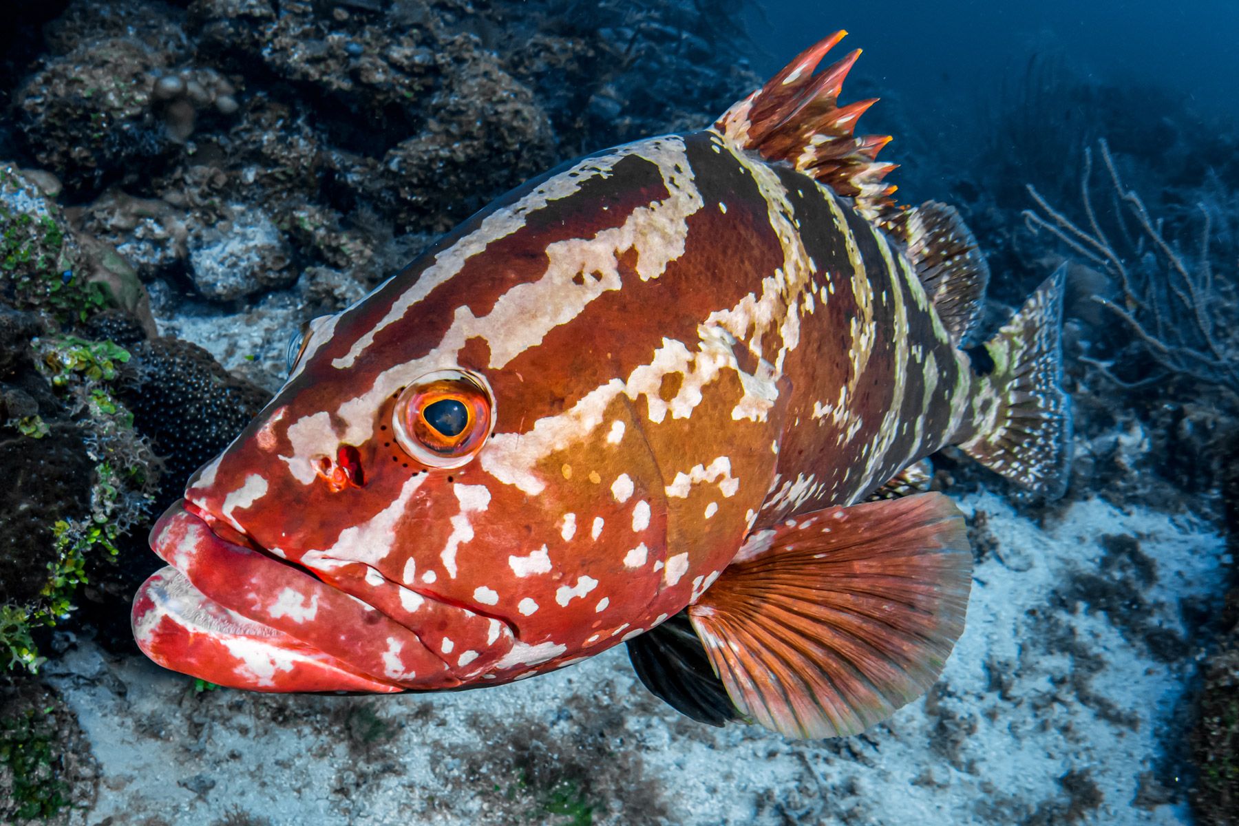 large grouper underwater coral reef nassau bahamas