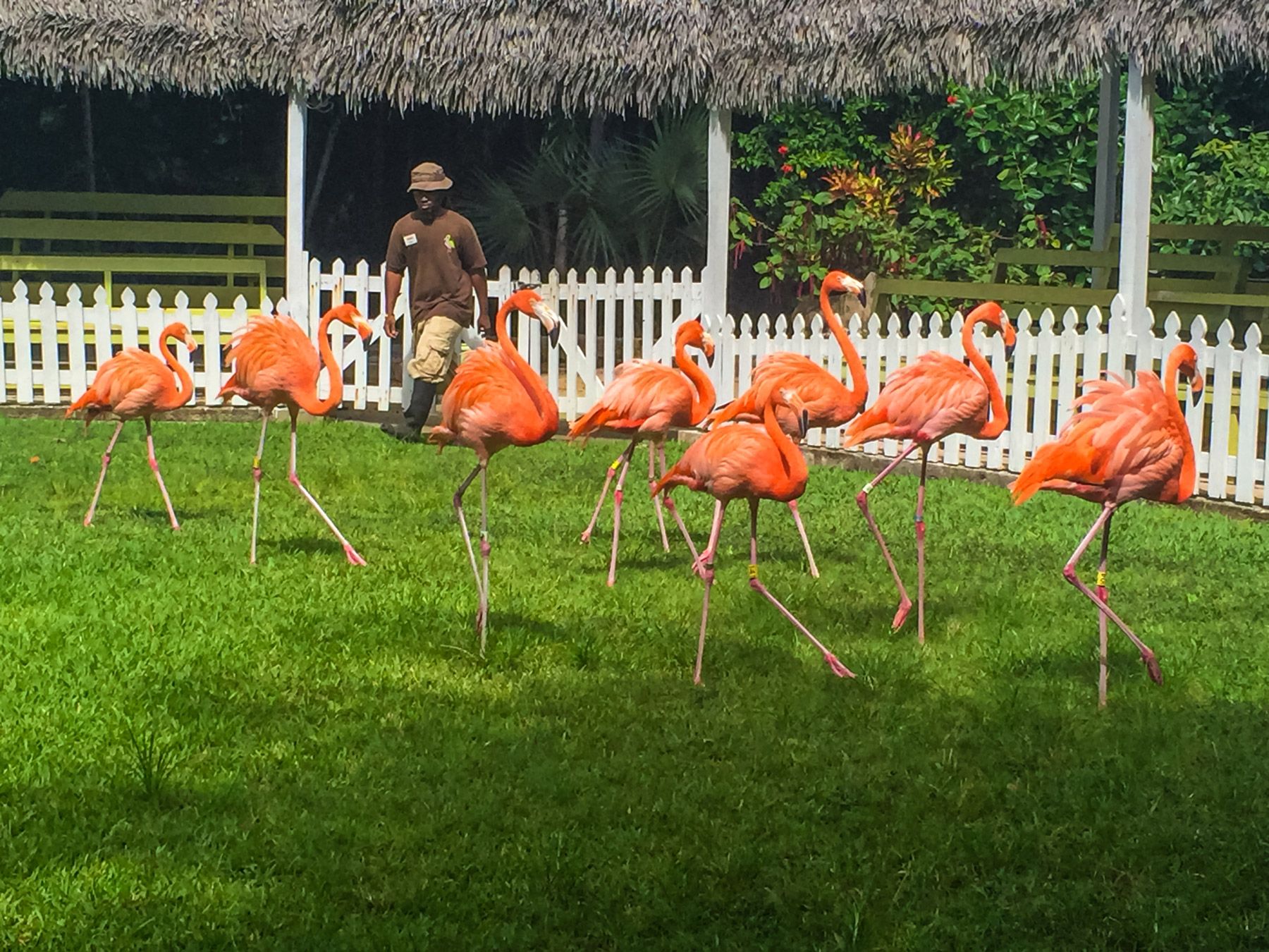 Ardastra Gardens Flamingos Nassau Bahamas