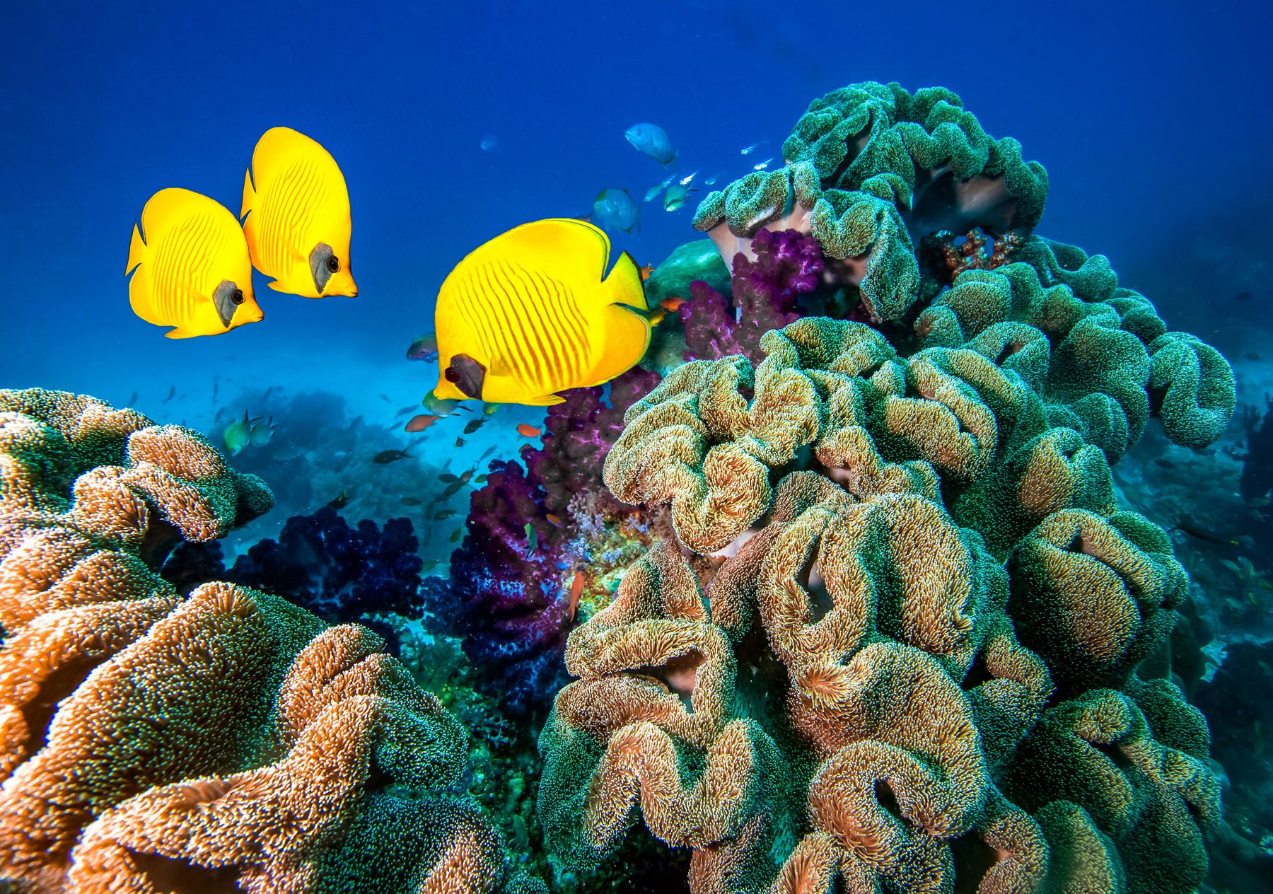 beautiful coral community