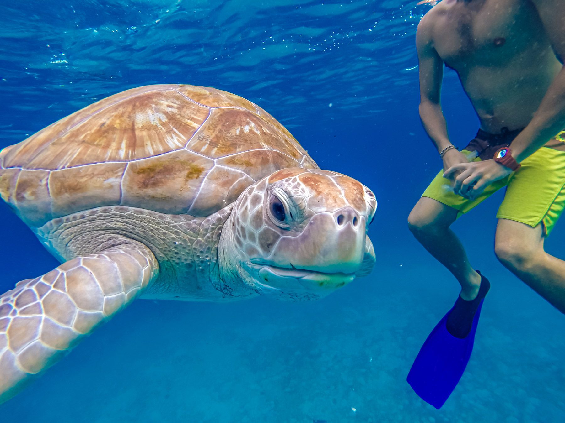 sea turtle snorkeling close-up