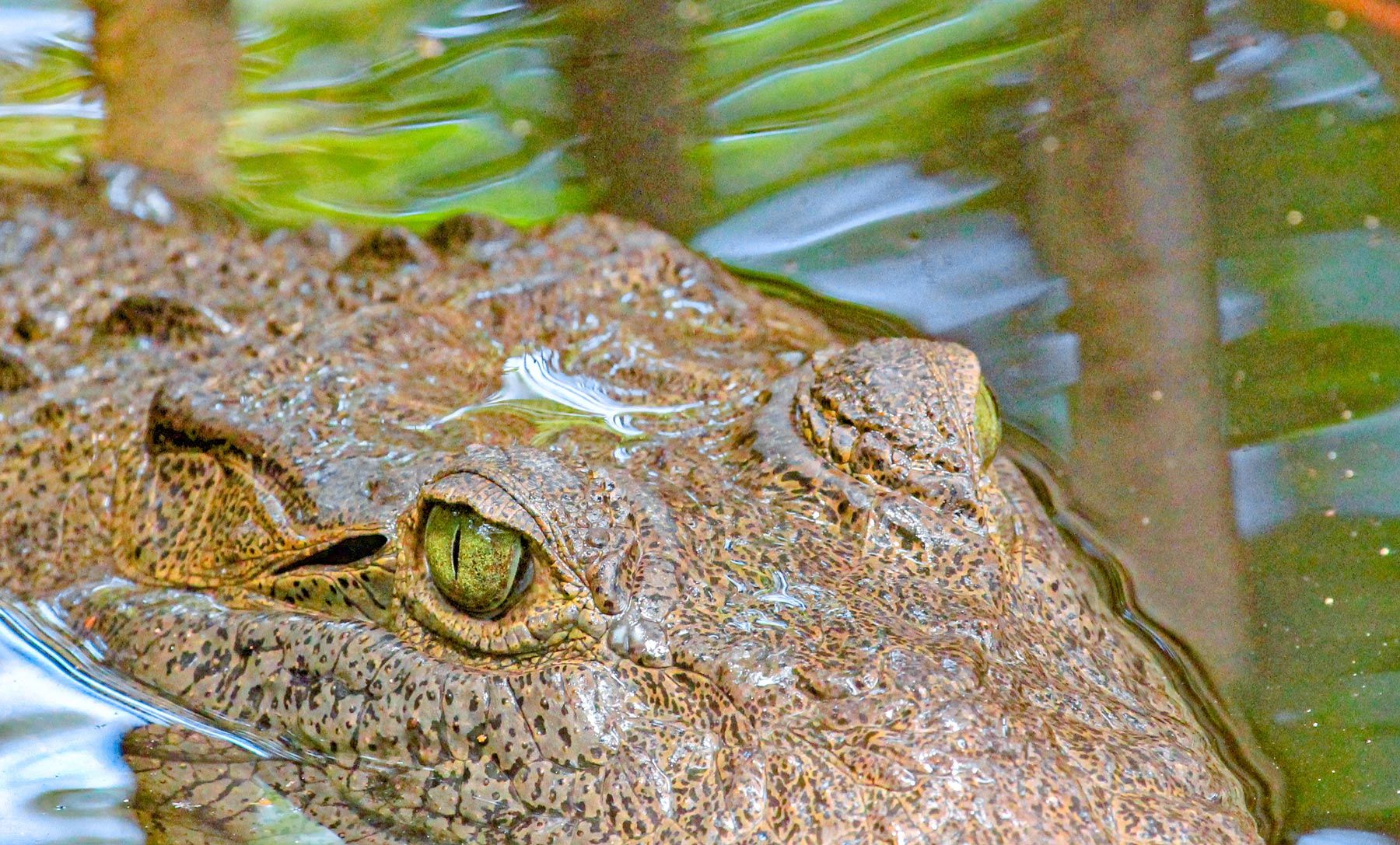 Crocodile Montego Bay Jamaica