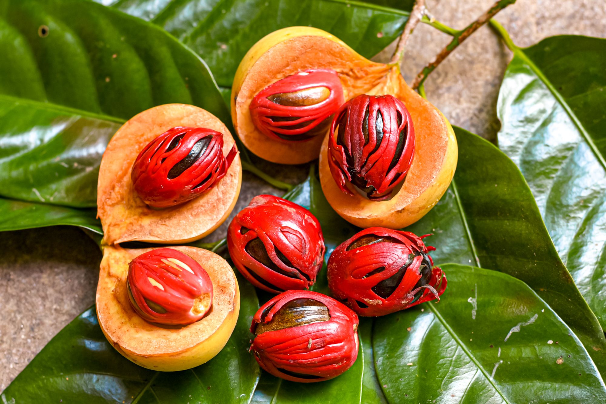 exporter of nutmeg