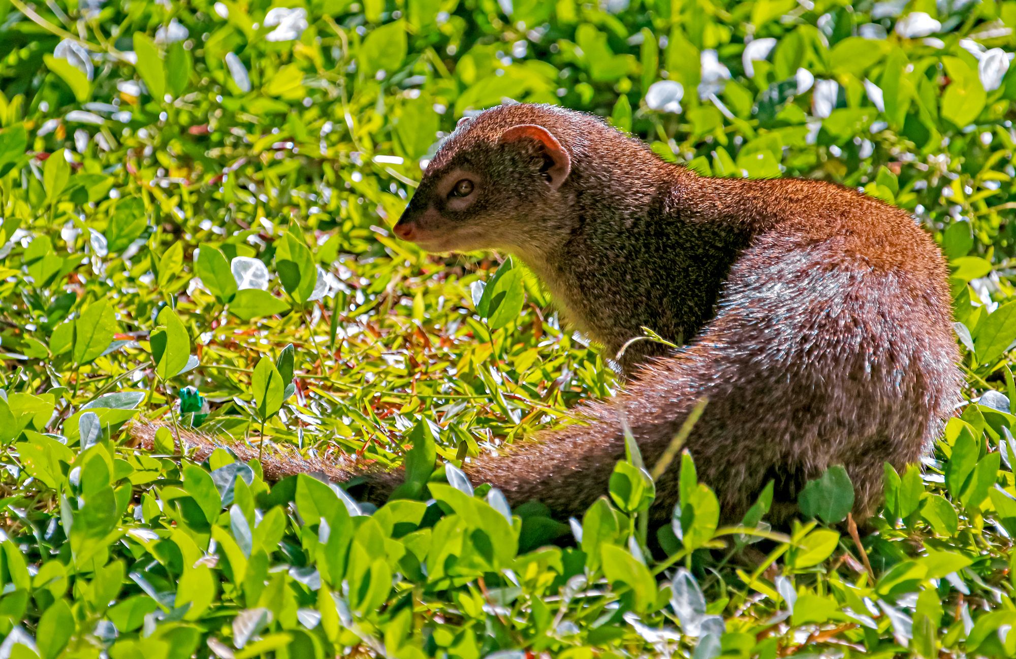 Mongoose Barbados