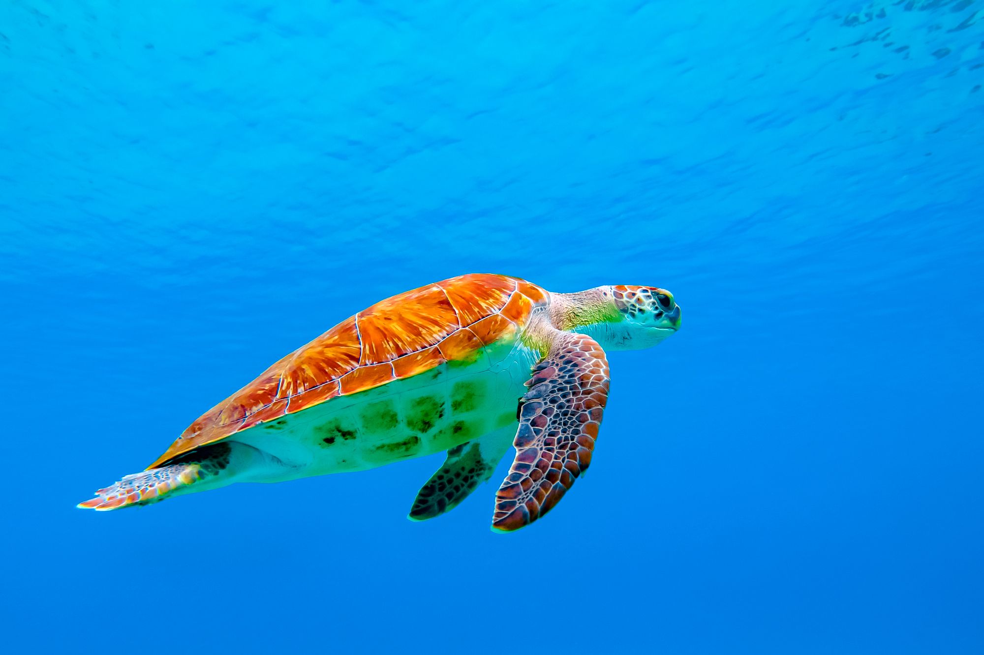 Barbados Green Sea Turtle