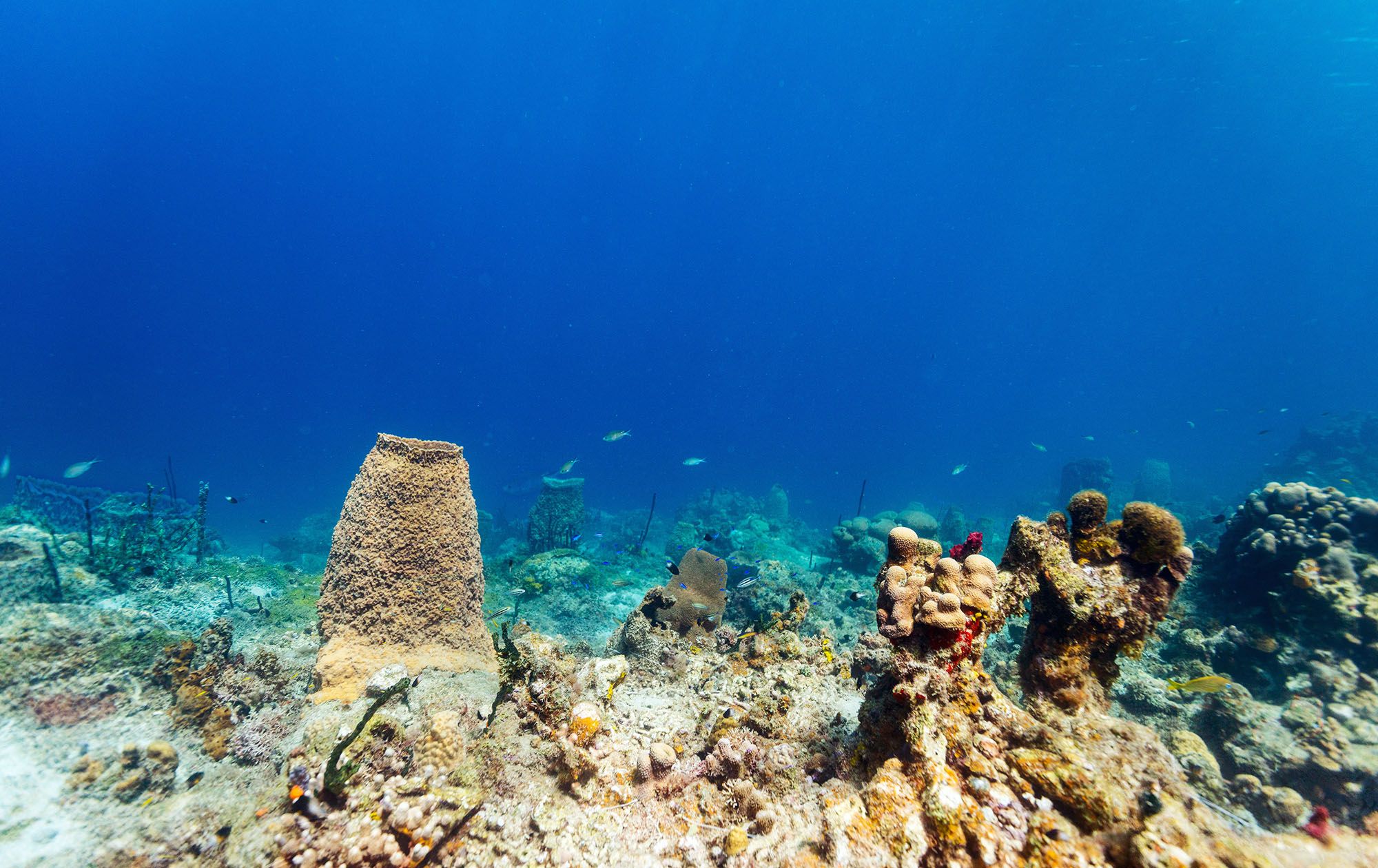 Coral Reef Scuba Dive Saint Lucia