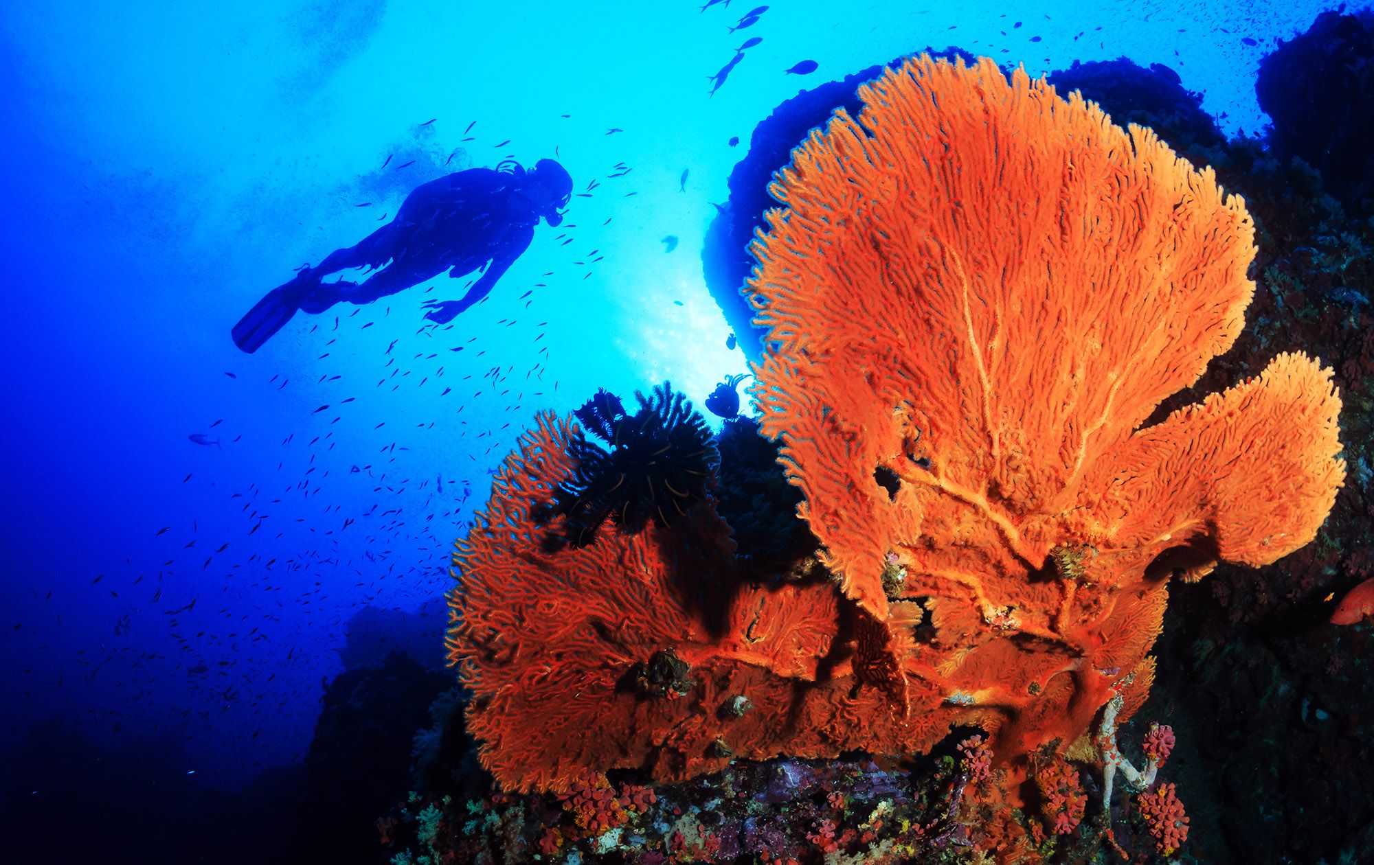 Orange Gorgonian Scuba Dive Saint Lucia