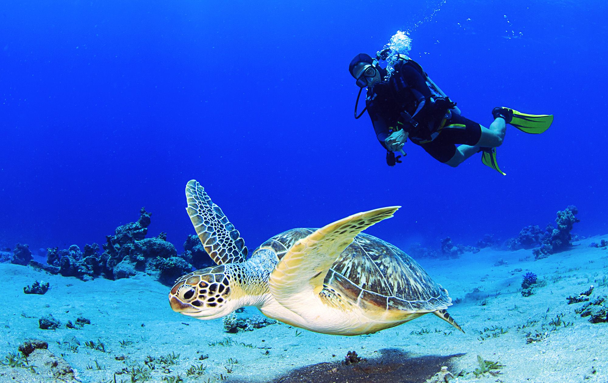 Sea Turtle Scuba Dive