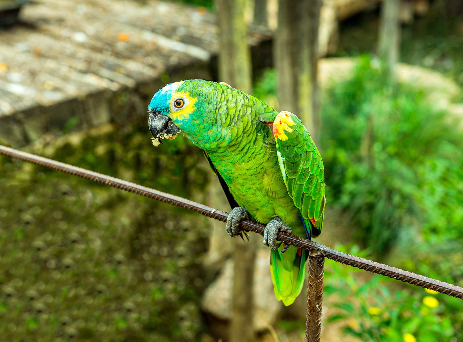 Saint-Lucia-Parrot