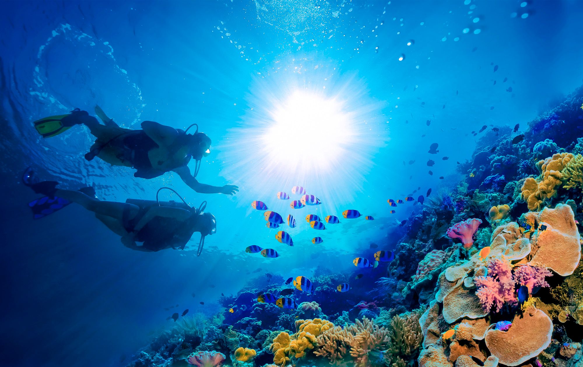 Scuba Dive Barbados