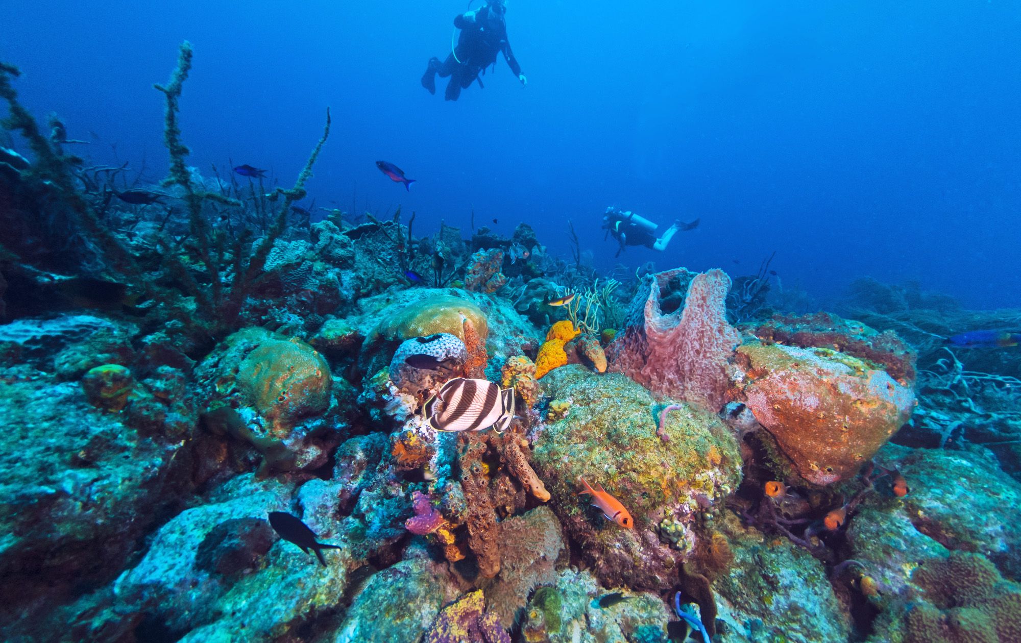 Scuba Dive Barbados