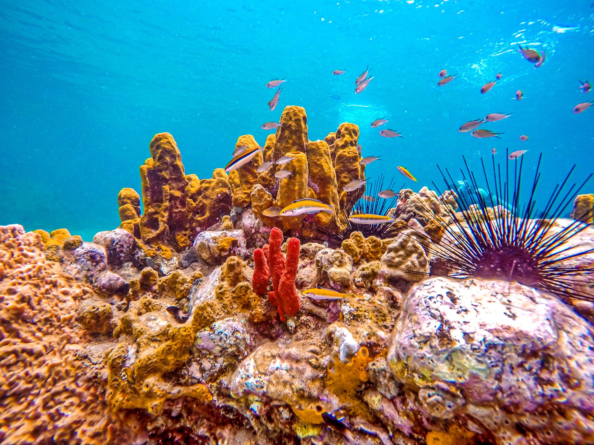 Scuba Diving Saint Lucia Coral