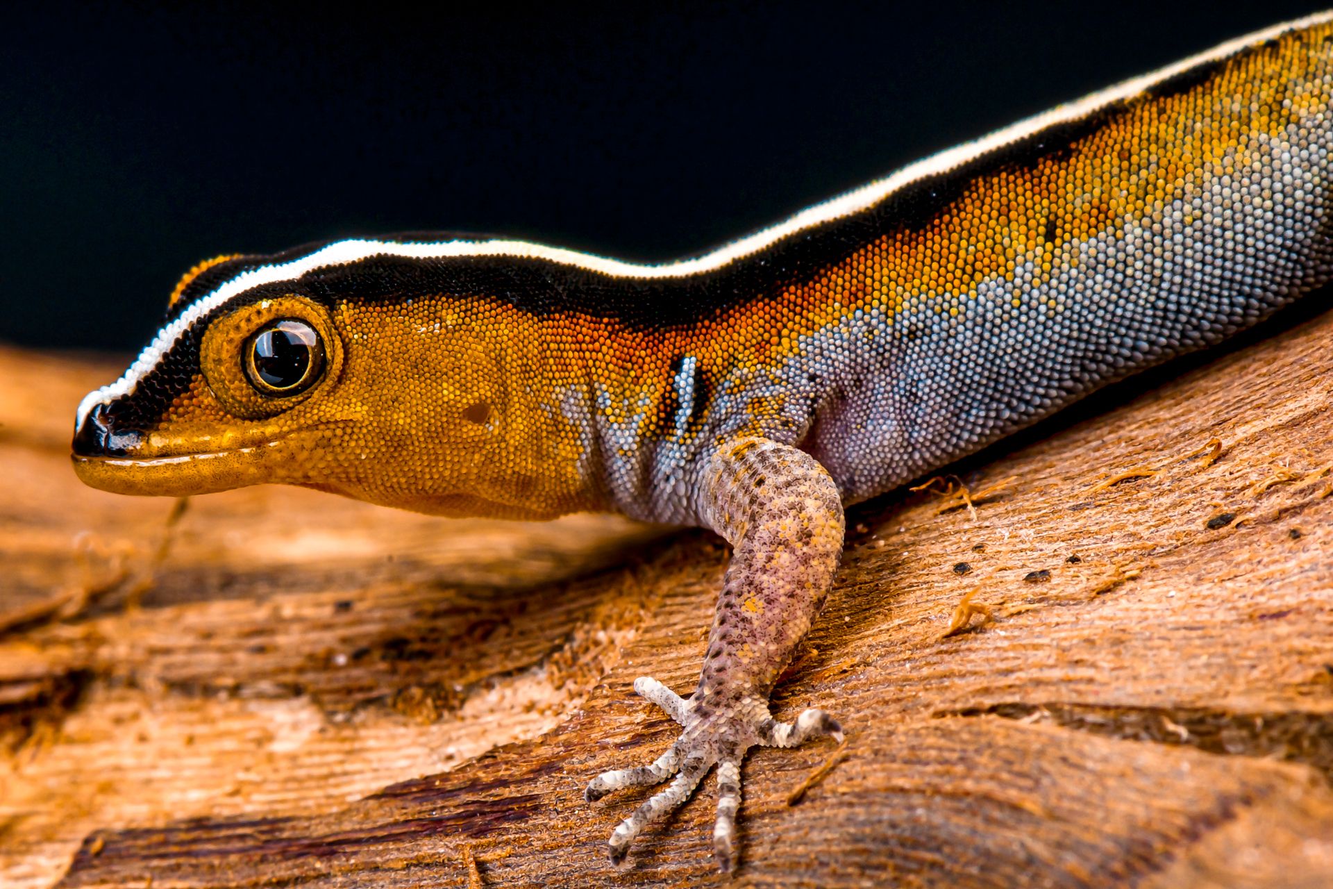 Striped Gecko Saint Lucia