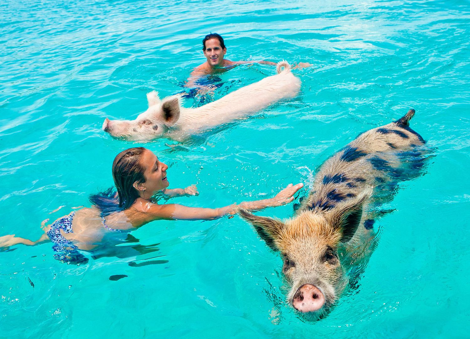 swimming-pigs