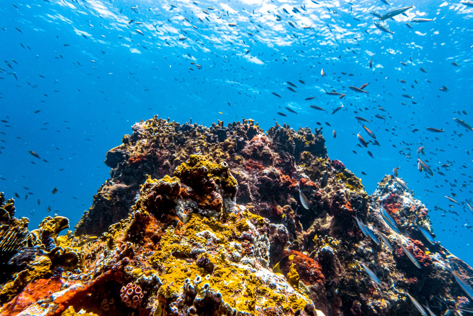 Grenada Scuba Diving Coral Reef Mound