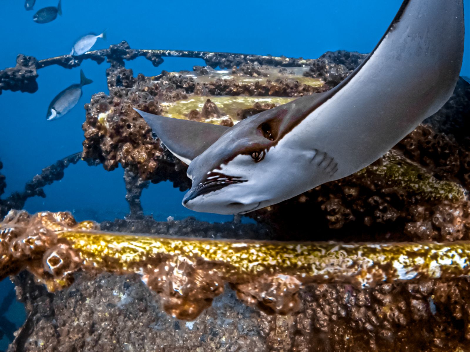 Grenada Scuba Diving Eagle Ray Wreck