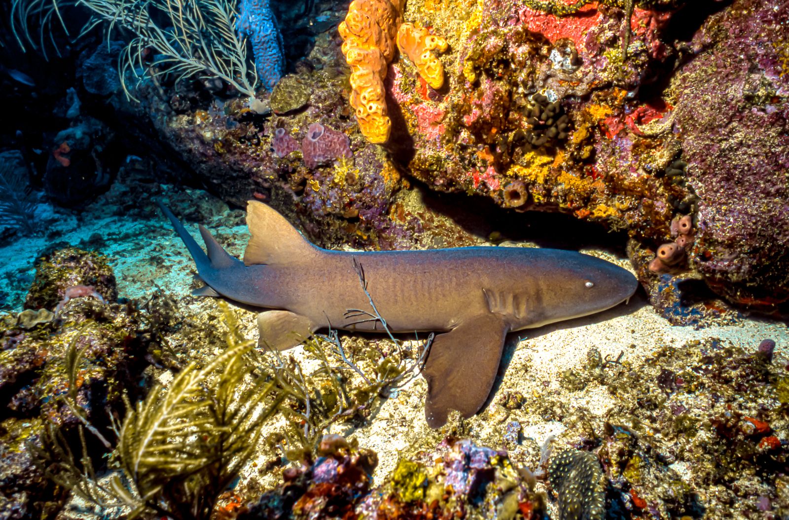 Grenada Scuba Diving Nurse Shark Deep