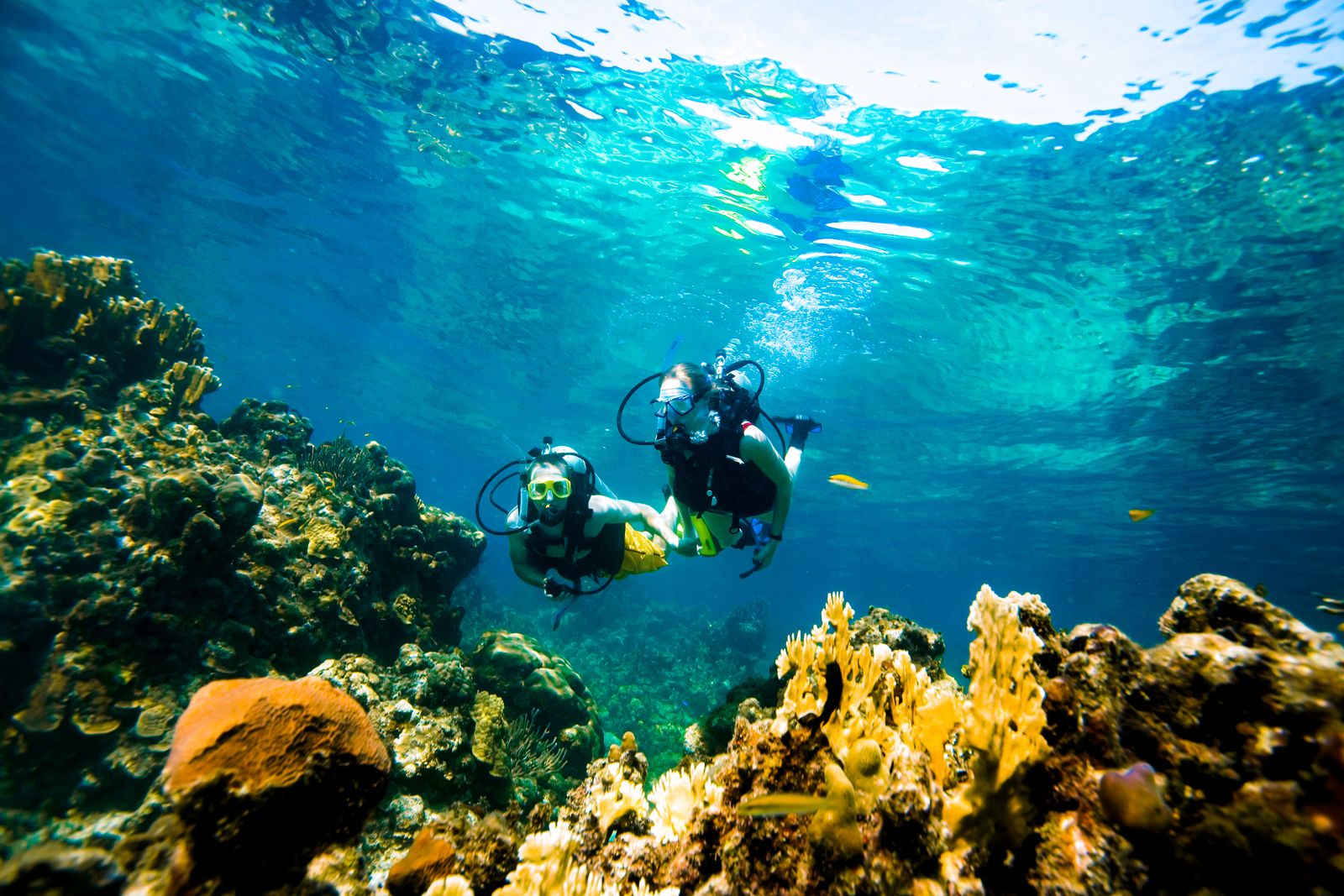 Sandals Grenada Scuba Diving Coral Reef
