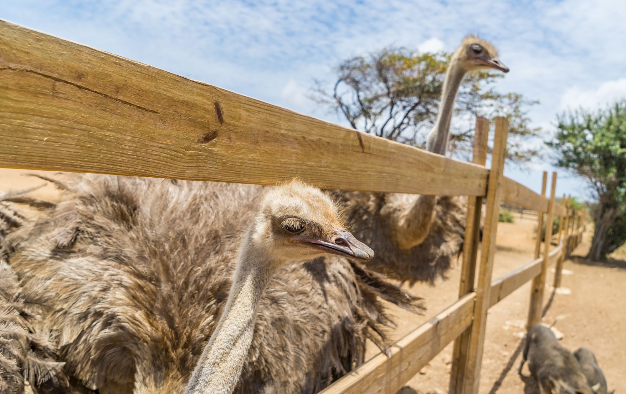 Curacao-Ostrich-Farm