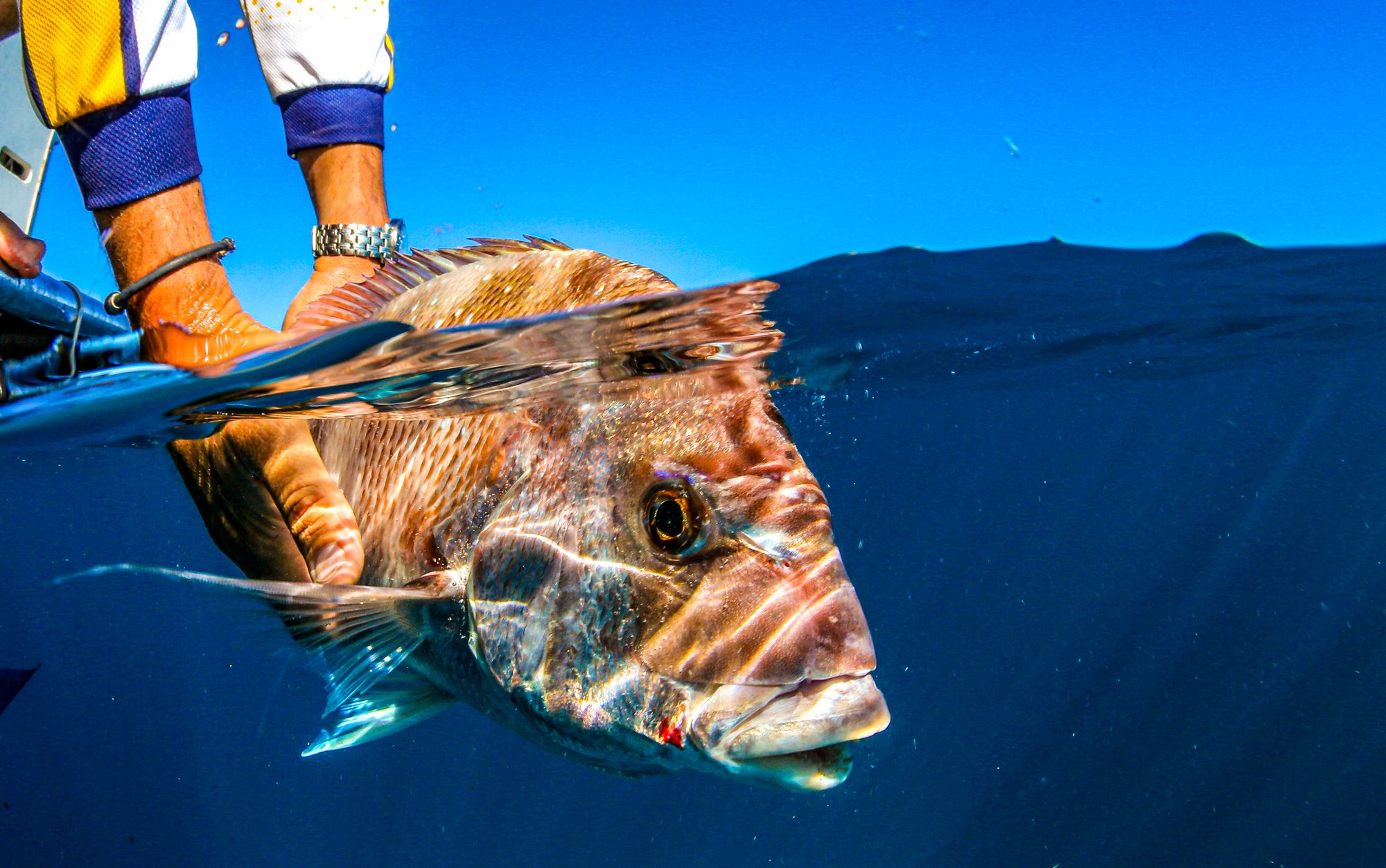 Saint Lucia Fishing Catch Release