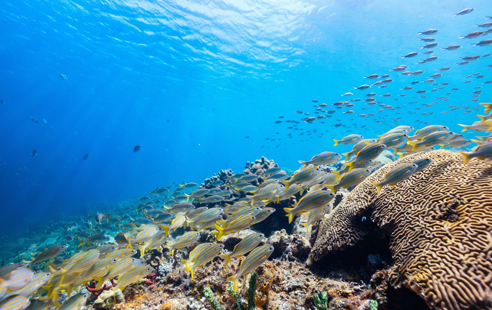 Coral-Reef-Saint-Lucia