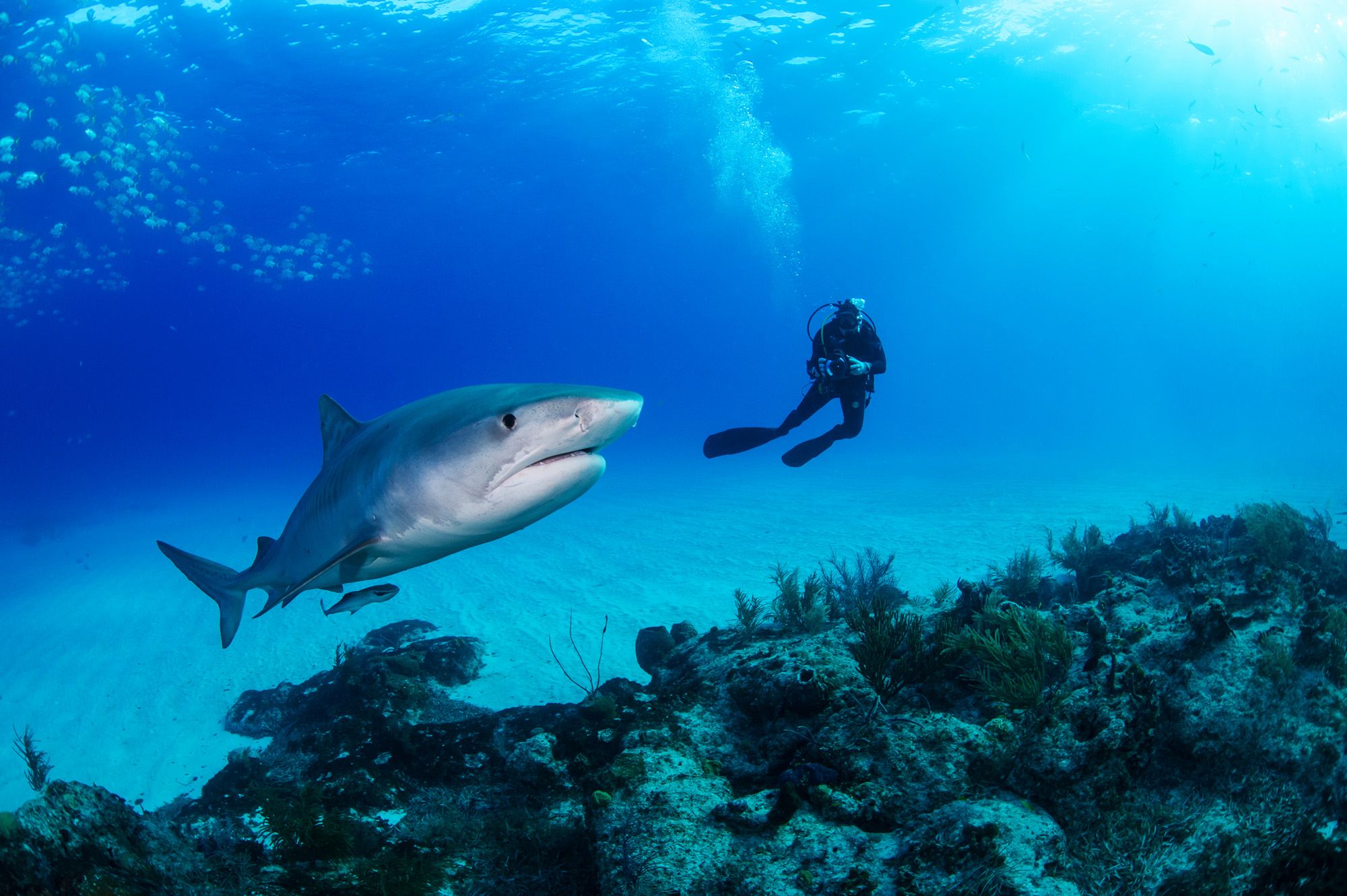 Shark-Diver-Bahamas