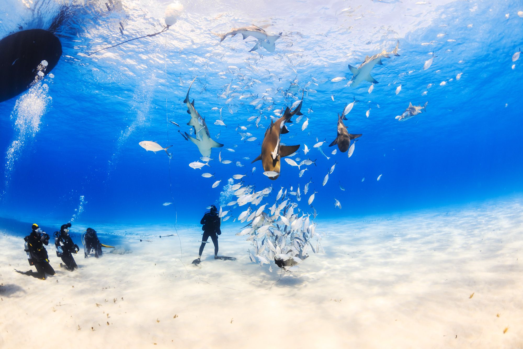 Shark-Diving-Bahamas