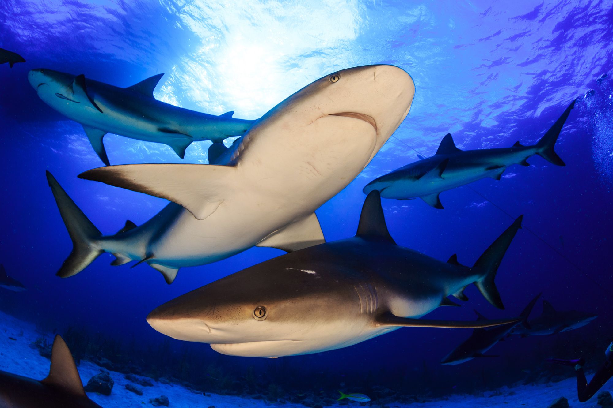 Sharks-Nassau-Bahamas