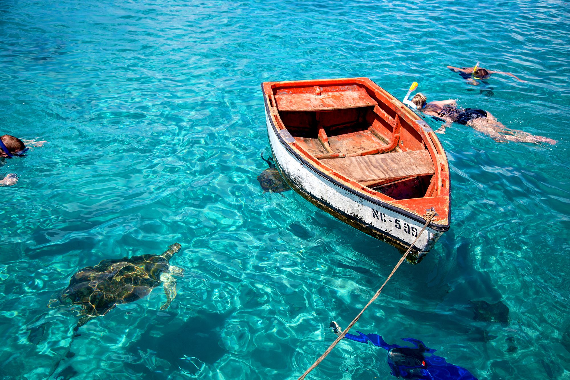 Curacao Snorkeling Turtles