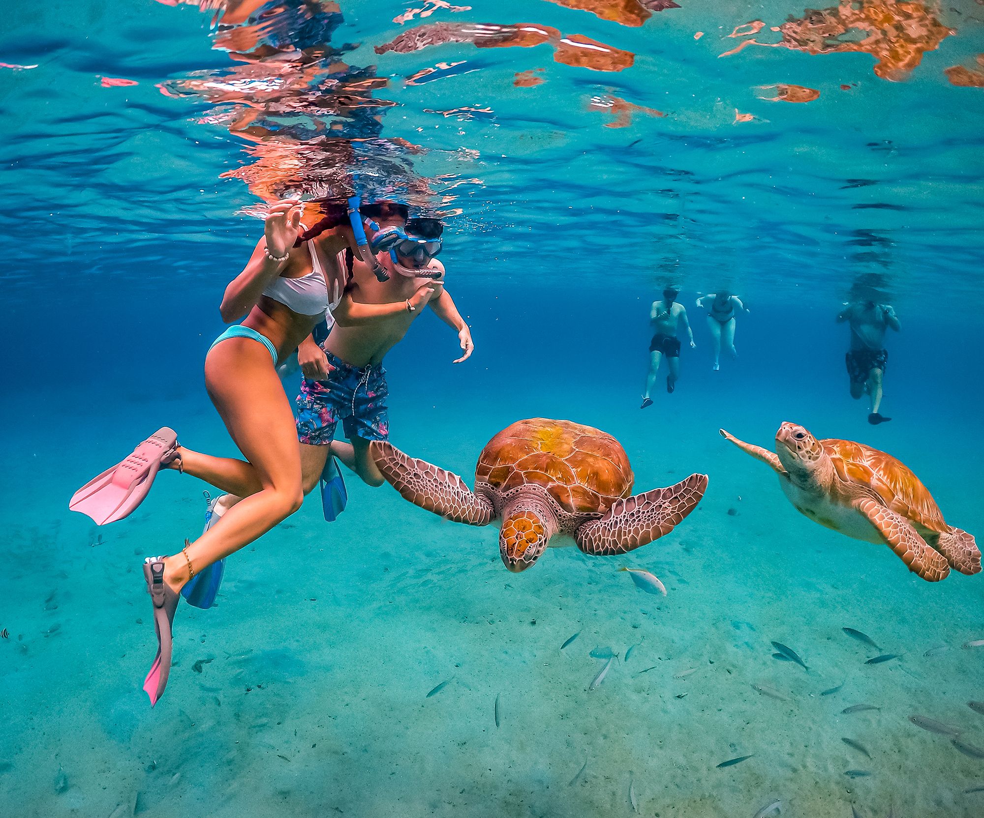 Curacao Snorkeling Turtles