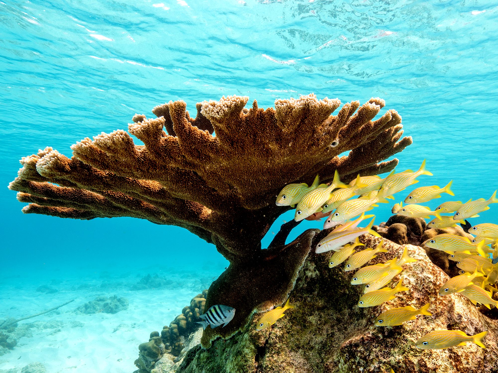 Playa Kalki Curacao Underwater Coral