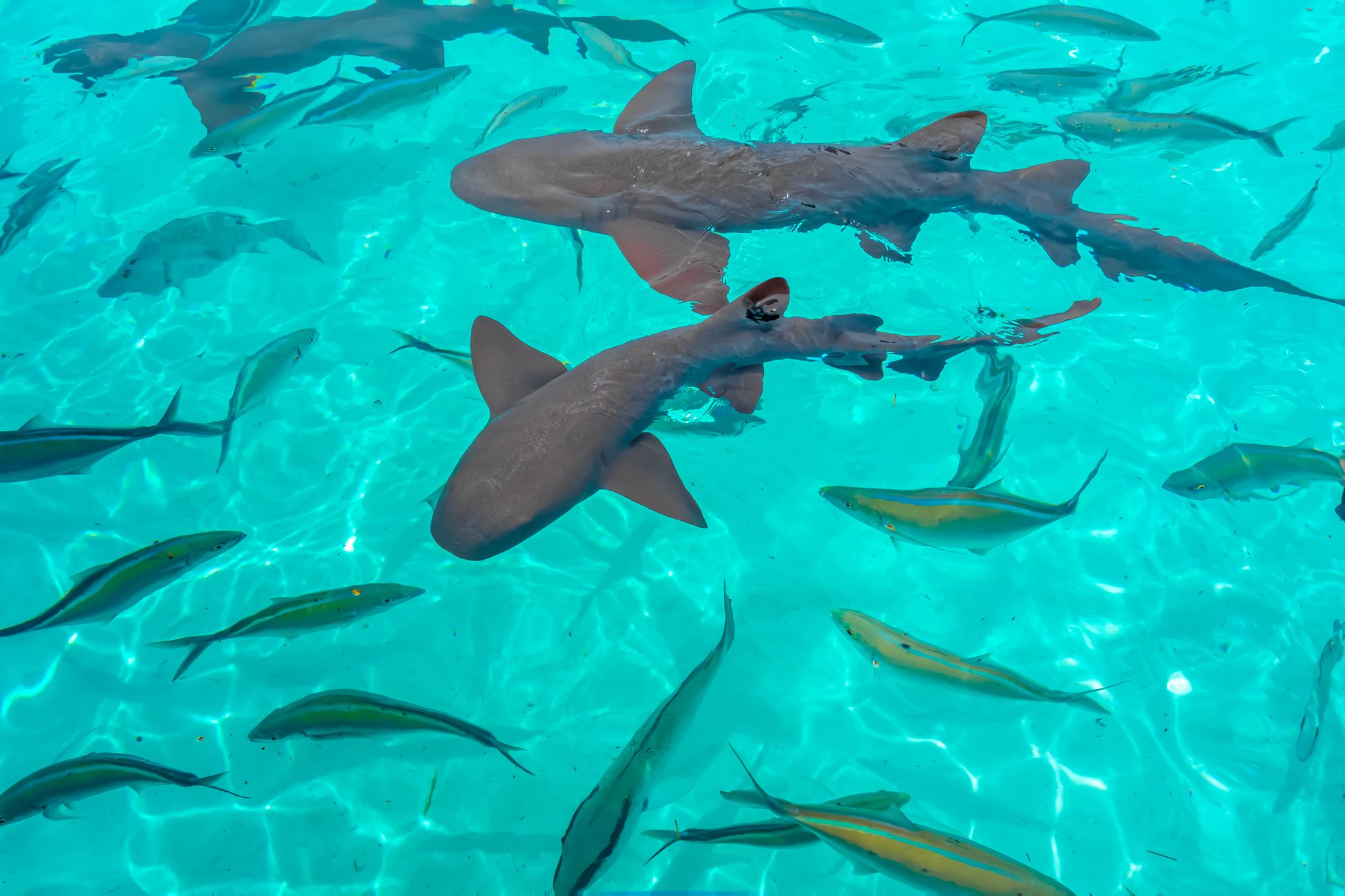 Nurse sharks at Compass Cay