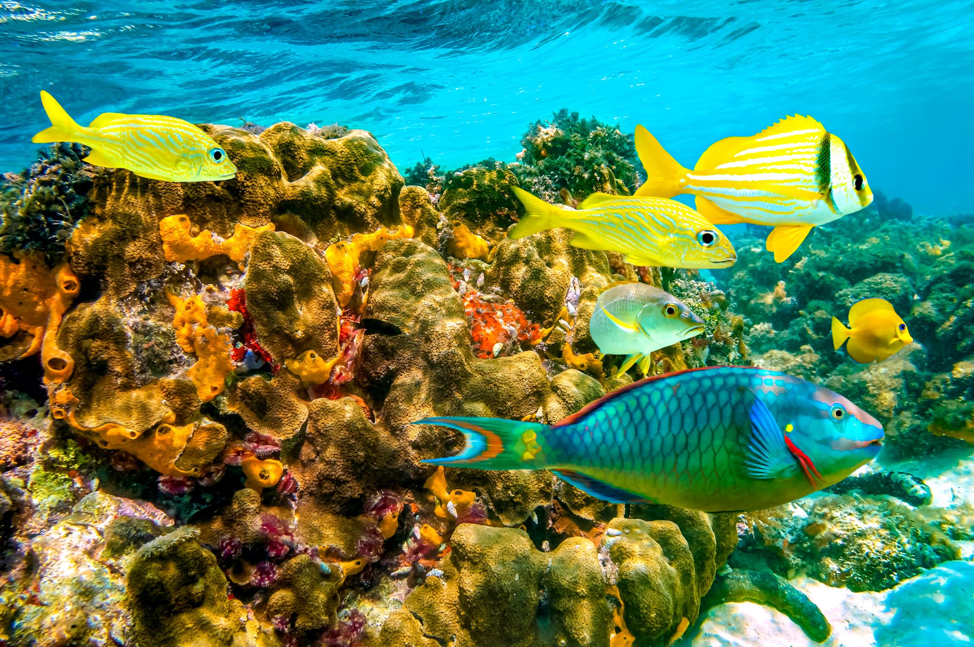 Scuba Diving Jamaica Coral Reef