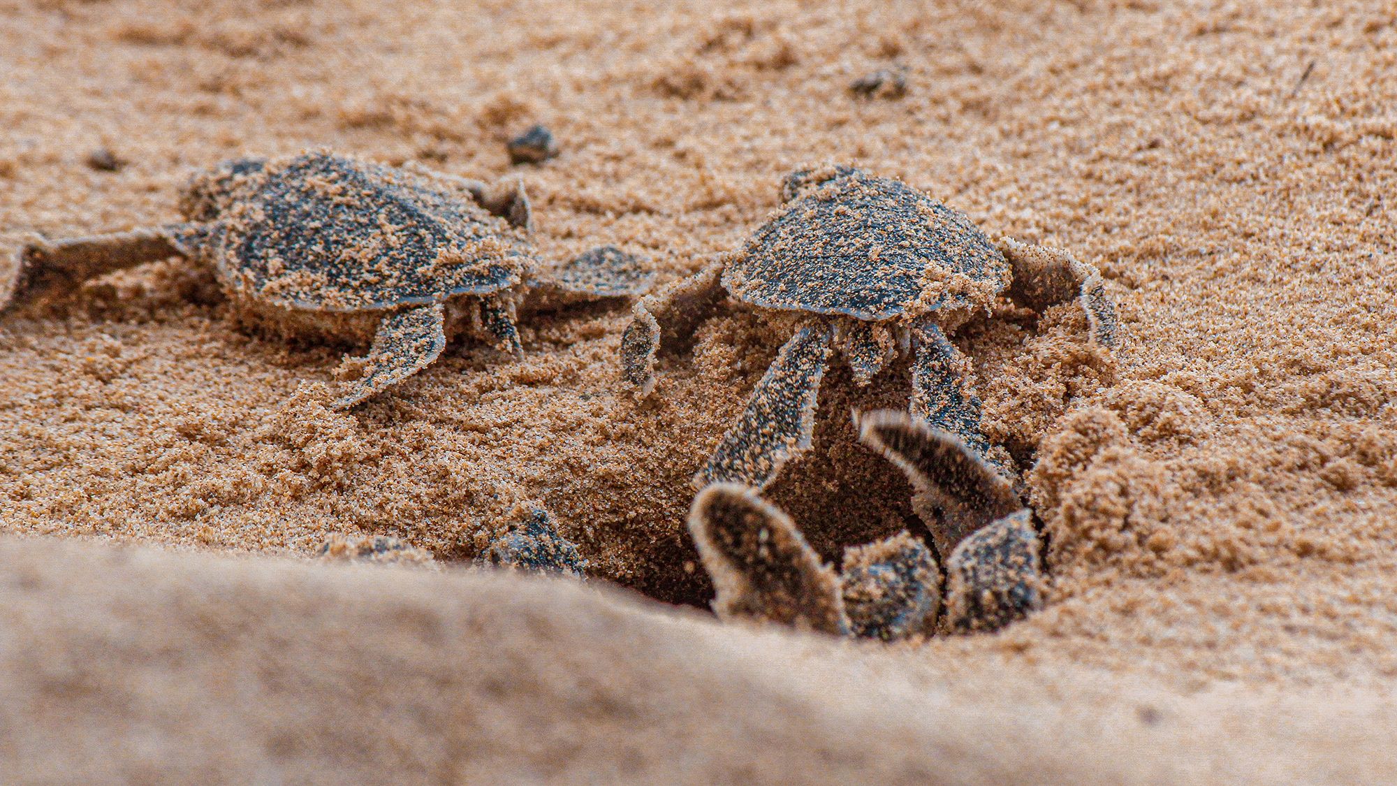 Baby Turtles Hatching Out
