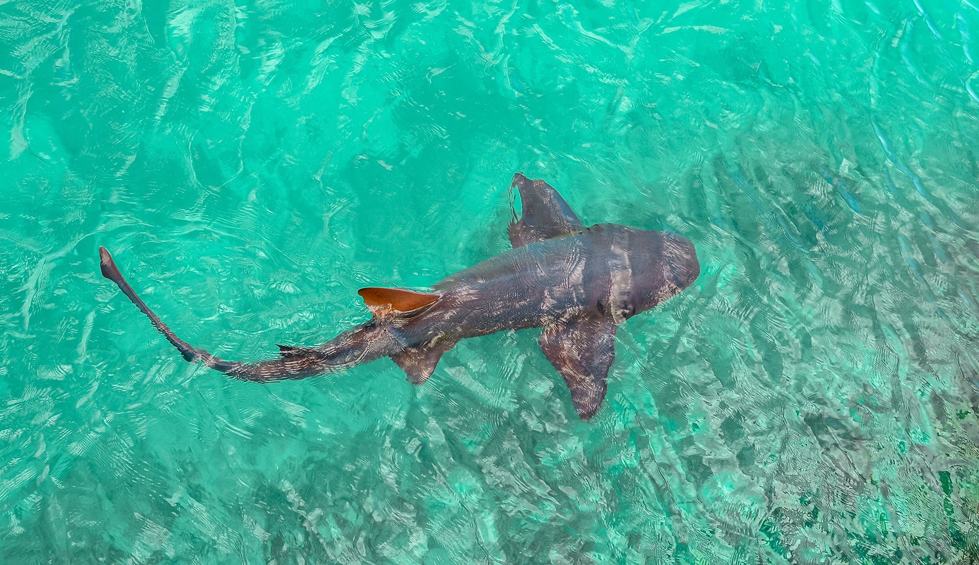 Dolphin Cove Ocho Rios Nurse Shark