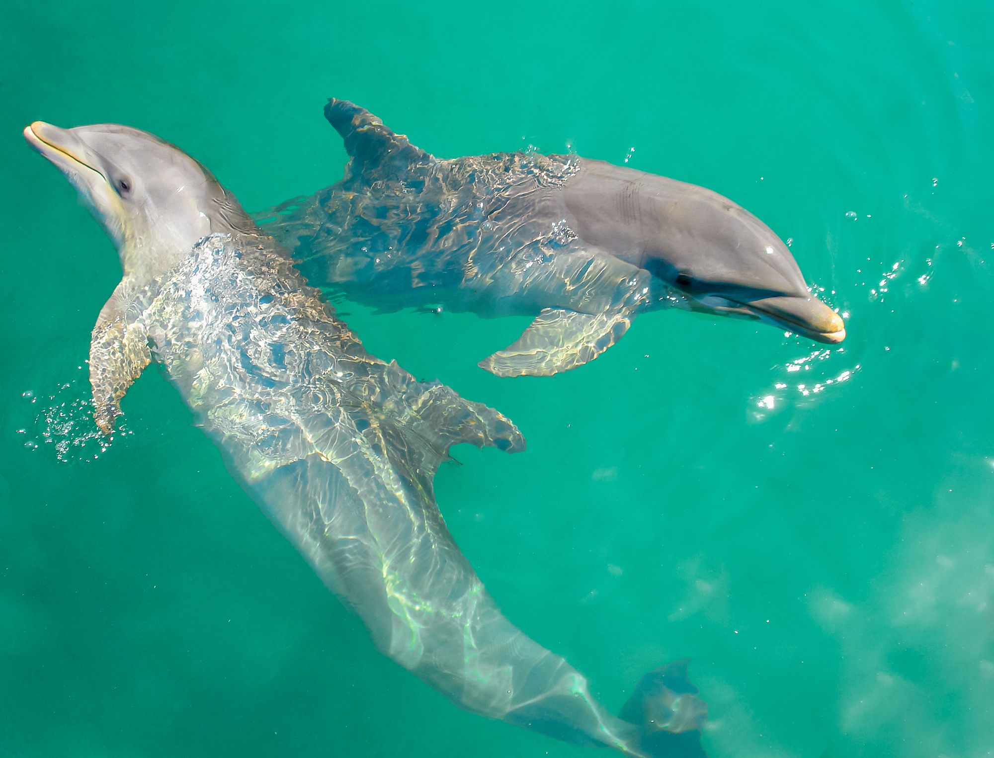 Dolphin Cove Ocho Rios Pair