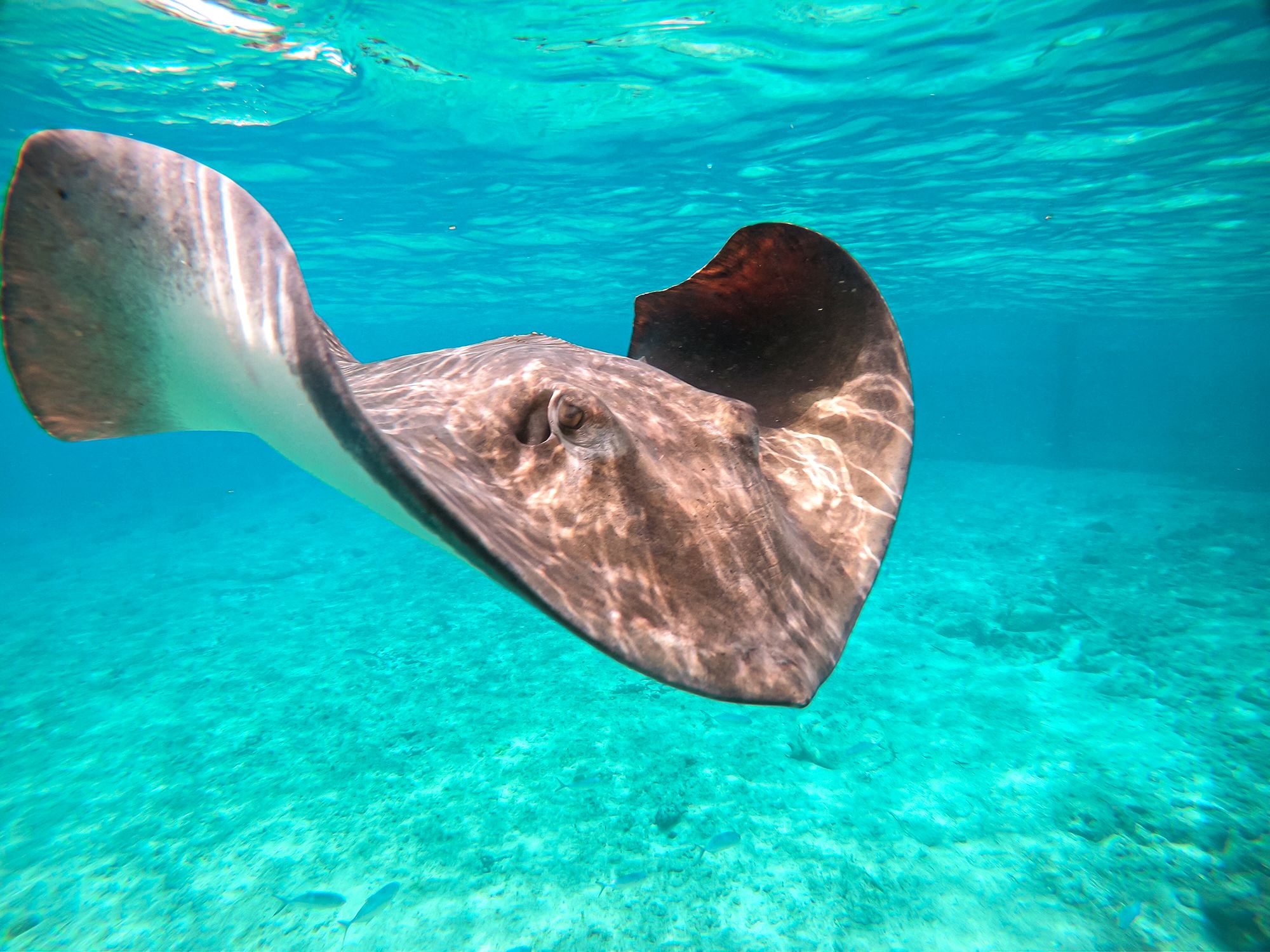 Stingray Jamaica Dolphin Cove