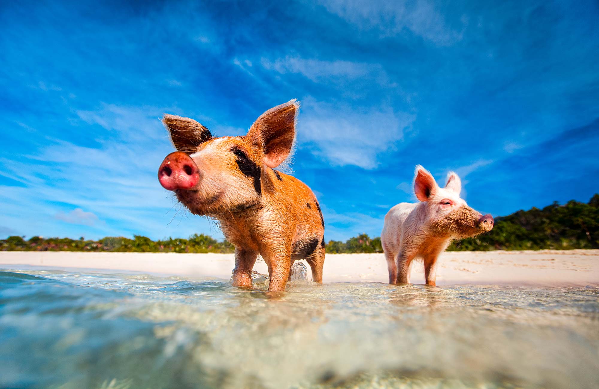 Pig Island Bahamas